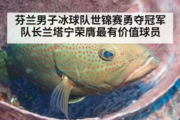 芬兰男子冰球队世锦赛勇夺冠军 队长兰塔宁荣膺最有价值球员